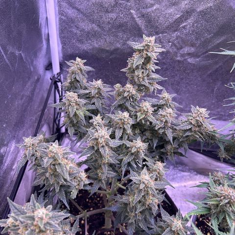 Green Passion  growlog timeline photo