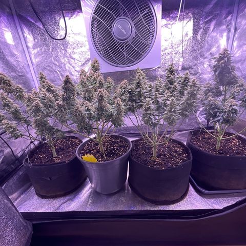 Green Passion  growlog timeline photo