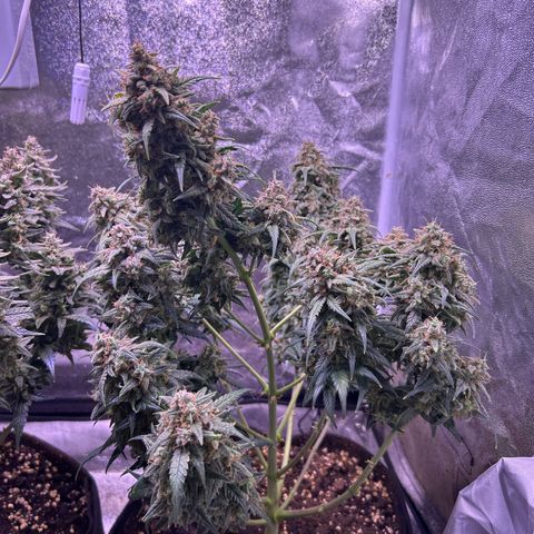 Green Passion  growlog timeline photo