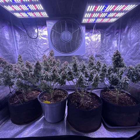 Green Passion  growlog timeline photo