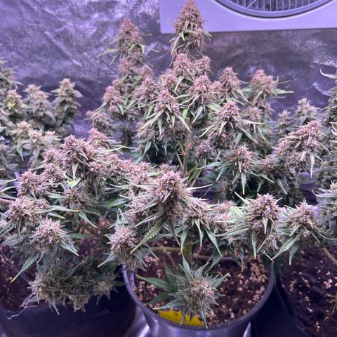 Green Passion  growlog timeline photo