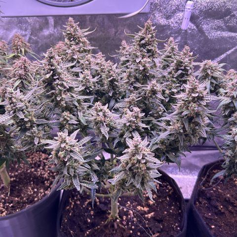 Green Passion  growlog timeline photo