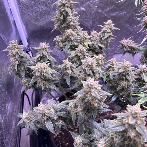 Green Passion  growlog timeline photo