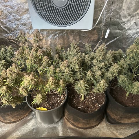Green Passion  growlog photo: 2 Tage ohne Licht jetzt  Köpfen 🤟