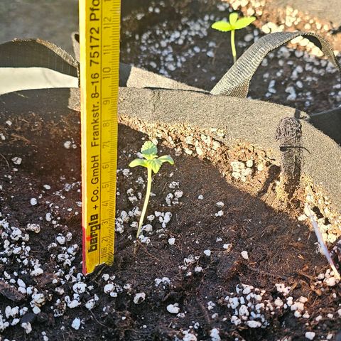 Sour Diesel Auto  #2 growlog timeline photo