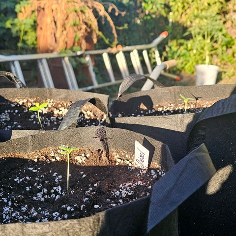 Sour Diesel Auto  #2 growlog timeline photo