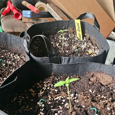 Sour Diesel Auto  #2 growlog timeline photo