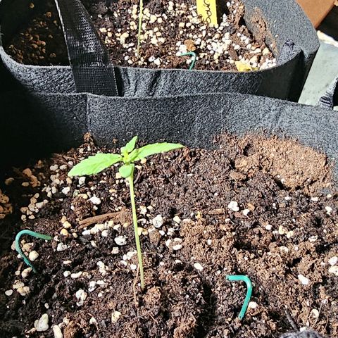 Sour Diesel Auto  #2 growlog timeline photo