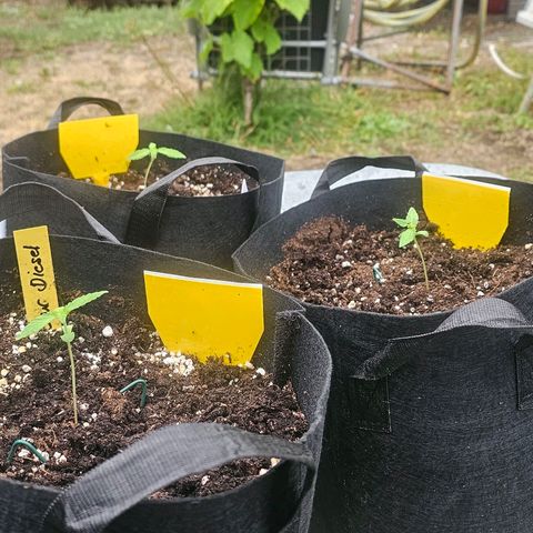 Sour Diesel Auto  #2 growlog timeline photo