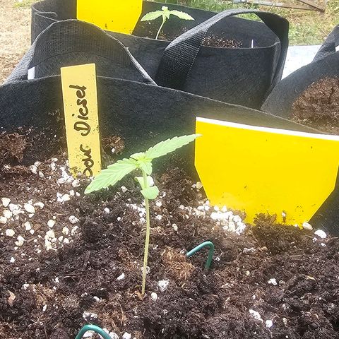 Sour Diesel Auto  #2 growlog timeline photo