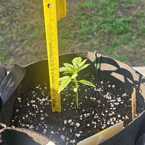 Sour Diesel Auto  #2 growlog photo: Tag 28