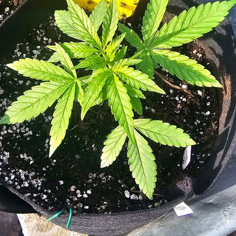 Sour Diesel Auto  #2 growlog photo: Tag 28