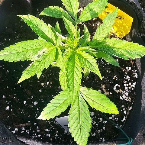 Sour Diesel Auto  #2 growlog photo: Tag 28