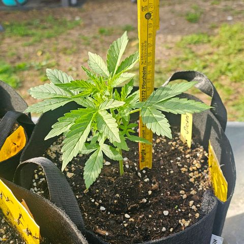 Sour Diesel Auto  #2 growlog photo: Tag 28