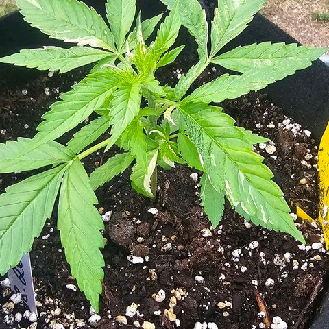 Sour Diesel Auto  #2 growlog photo: Tag 28