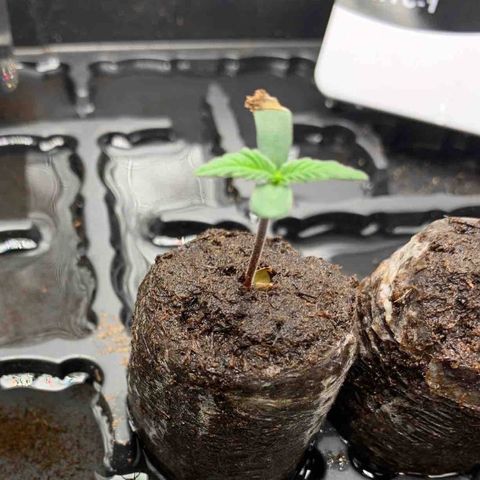 Runtz Auto growlog timeline photo