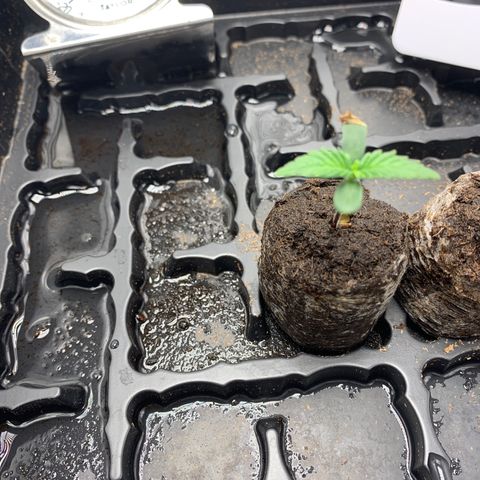 Runtz Auto growlog timeline photo