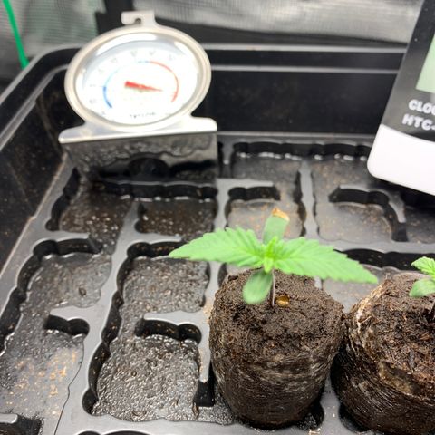 Runtz Auto growlog timeline photo