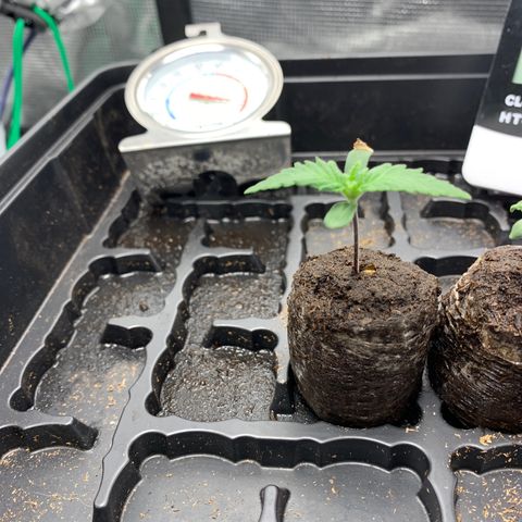 Runtz Auto growlog timeline photo