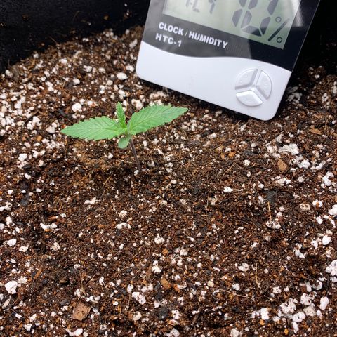 Runtz Auto growlog timeline photo