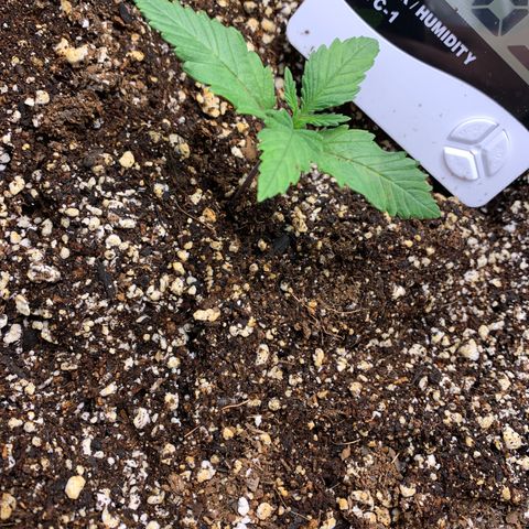 Runtz Auto growlog timeline photo