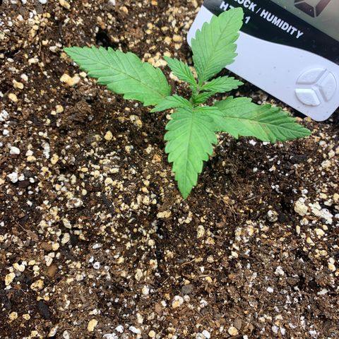 Runtz Auto growlog timeline photo