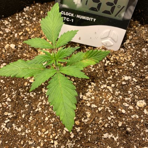 Runtz Auto growlog timeline photo