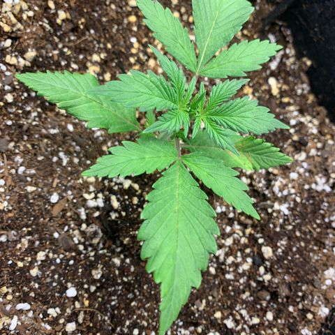 Runtz Auto growlog timeline photo