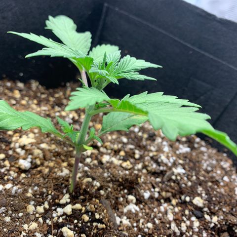 Runtz Auto growlog timeline photo