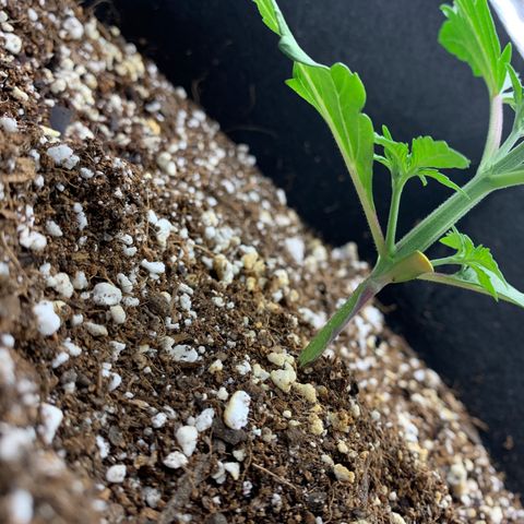 Runtz Auto growlog timeline photo
