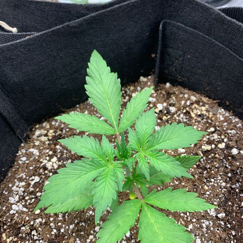 Runtz Auto growlog timeline photo