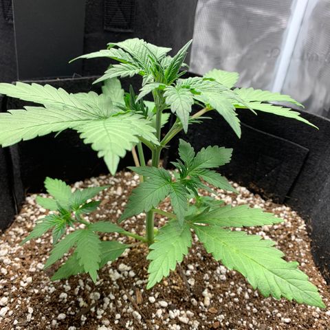 Runtz Auto growlog timeline photo