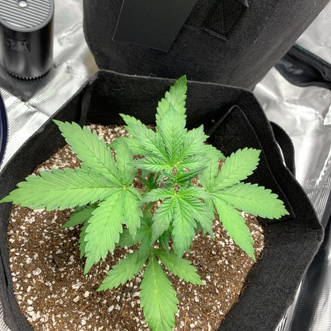 Runtz Auto growlog timeline photo