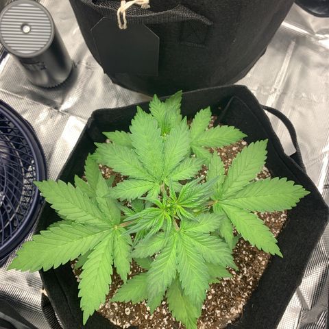 Runtz Auto growlog timeline photo