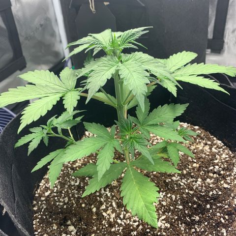Runtz Auto growlog timeline photo
