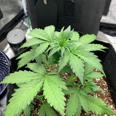 Runtz Auto growlog timeline photo