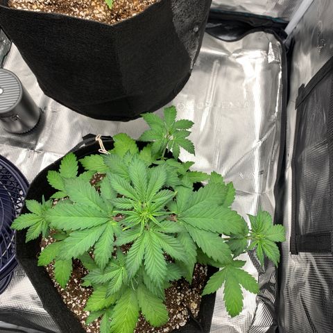 Runtz Auto growlog timeline photo