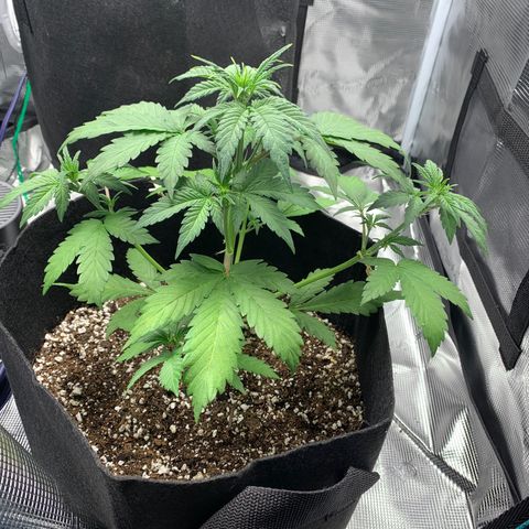 Runtz Auto growlog timeline photo