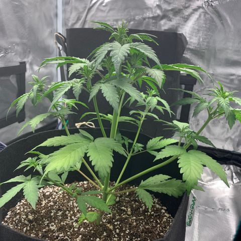 Runtz Auto growlog timeline photo