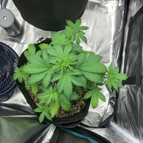 Runtz Auto growlog timeline photo