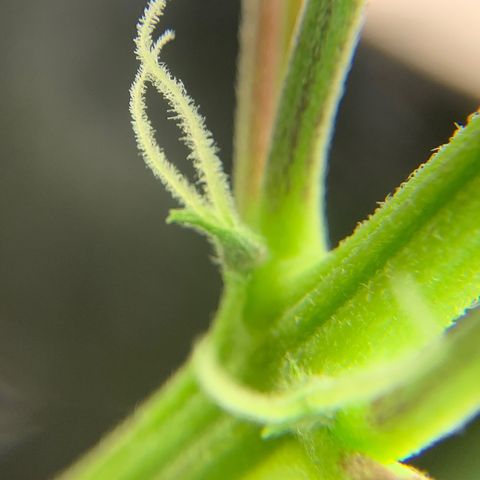 Runtz Auto growlog timeline photo