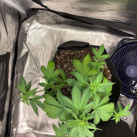 Runtz Auto growlog timeline photo