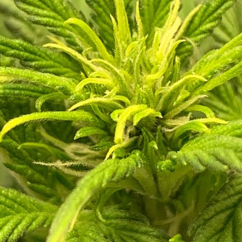 Runtz Auto growlog timeline photo