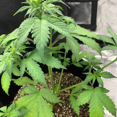 Runtz Auto growlog timeline photo