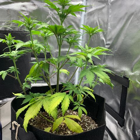 Runtz Auto growlog timeline photo