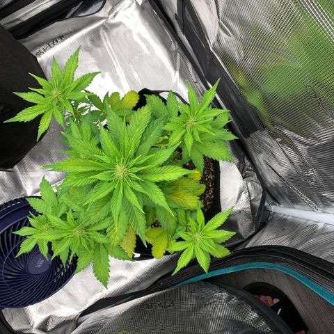 Runtz Auto growlog timeline photo