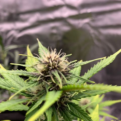 Runtz Auto growlog timeline photo