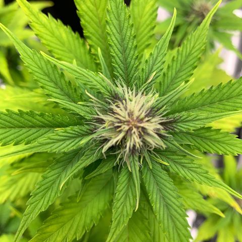 Runtz Auto growlog timeline photo