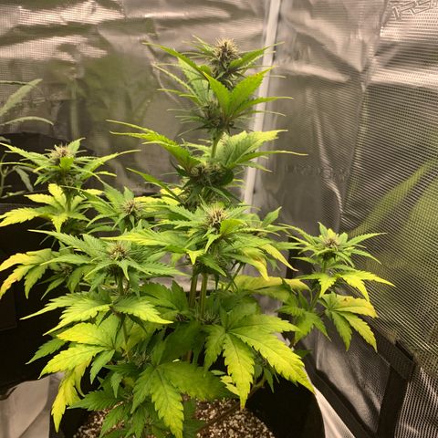 Runtz Auto growlog timeline photo