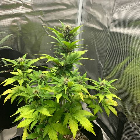 Runtz Auto growlog timeline photo